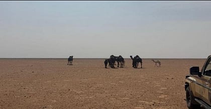 محمية الإمام عبدالعزيز بن محمد الملكية