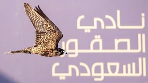 نادي الصقور السعودي يطلق عددًا من الصقور المهددة بالانقراض في كازاخستان 