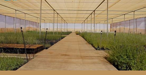 «العُلا» تنتج مليون شتلة محلية لاستعادة وحماية التنوع الحيوي في المحميات الطبيعية