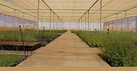 «العُلا» تنتج مليون شتلة محلية لاستعادة وحماية التنوع الحيوي في المحميات الطبيعية