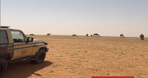 ضبط مواطن لارتكابه مخالفة رعي في محمية الإمام عبدالعزيز بن محمد الملكية