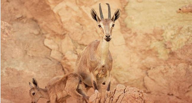 «الحياة الفطرية»: ولادة أول وعل بمحمية الوعول في 2026