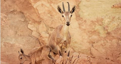 «الحياة الفطرية»: ولادة أول وعل بمحمية الوعول في 2026