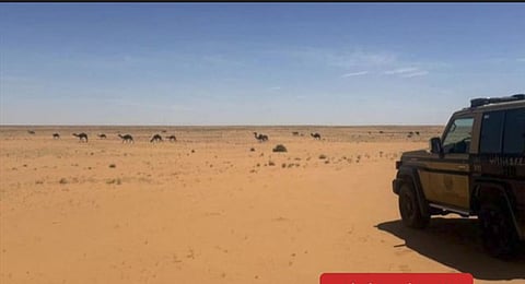 ضبط مواطن لارتكابه مخالفة رعي في محمية الإمام عبدالعزيز بن محمد الملكية