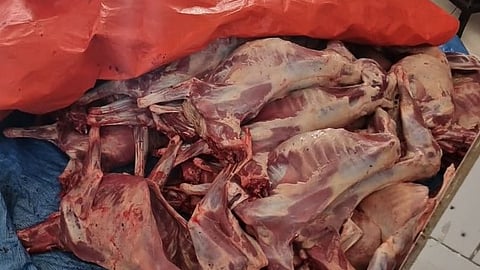 أمانة جدة تُتلف أكثر من 3 أطنان من الذبائح الفاسدة