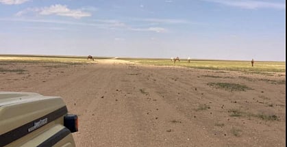 محمية الملك عبدالعزيز الملكية