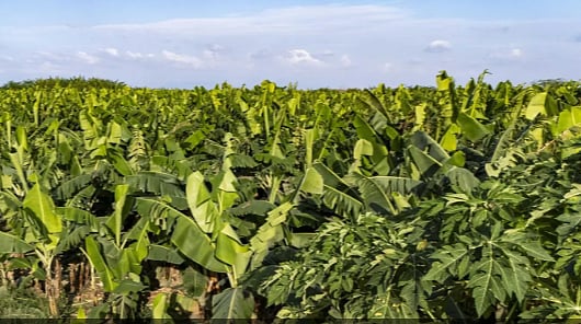 زراعة الموز في جازان.. إنتاج متنامٍ يعزّز الاستدامة ويدعم الاقتصاد المحلي