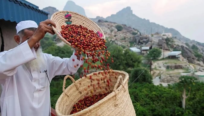 أمير جازان يوجه باعتماد مسار تمكين واستدامة مشروع مركز تطوير البن السعودي بالمنطقة