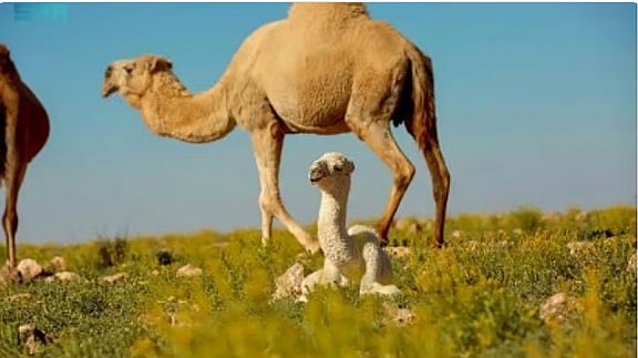 هيئة تطوير محمية الإمام عبدالعزيز بن محمد الملكية تشدد على منع الرعي دون تصريح