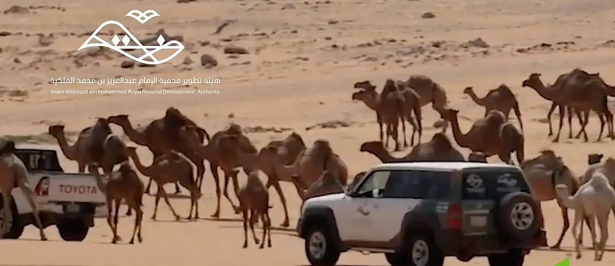 هيئة تطوير محمية الإمام عبدالعزيز تشدد على منع الرعي دون تصريح وتؤكد تطبيق العقوبات النظامية