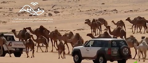 هيئة تطوير محمية الإمام عبدالعزيز تشدد على منع الرعي دون تصريح وتؤكد تطبيق العقوبات النظامية