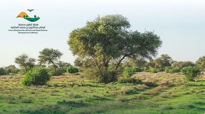 غرامة 500 ريال على كل رأس.. «عبد العزيز الملكية» تشدد على منع الرعي داخل حدود المحمية