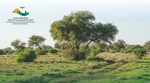 غرامة 500 ريال على كل رأس.. «عبد العزيز الملكية» تشدد على منع الرعي داخل حدود المحمية