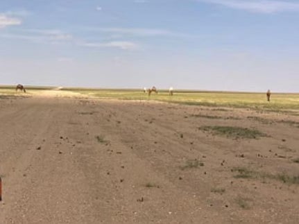 محمية الملك سلمان بن عبدالعزيز تعلن انتهاء مهلة إخراج المواشي السائبة في "عرنان" 