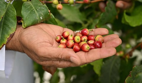 البن النجراني.. ركيزة استثمارية واعدة تدعم الأمن الغذائي والاقتصاد المحلي