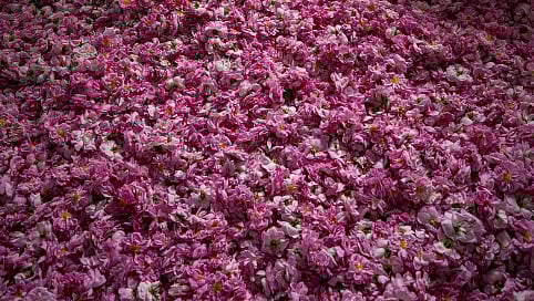 الورد الطائفي.. حكاية إرث وصناعة تمتد لـ 100 عام