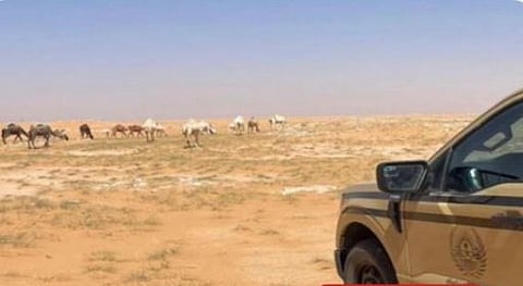 ضبط مخالف لارتكابه مخالفة رعي بمحمية الإمام عبدالعزيز بن محمد الملكية