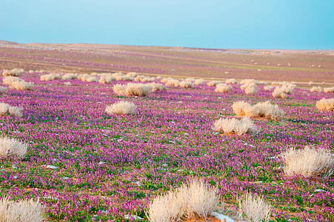 بالصور.. «الغطاء النباتي» يوقع عقودًا استثمارية لتطوير 3 متنزهات وطنية بمساحة تتجاوز 21 مليون متر مربع