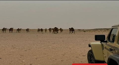 «الأمن البيئي» تضبط مواطنًا مخالفًا للرعي بمحمية الإمام عبدالعزيز بن محمد الملكية