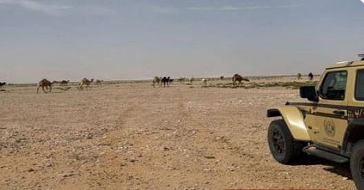 ضبط مواطن لارتكابه مخالفة رعي بمحمية الإمام عبدالعزيز بن محمد الملكية