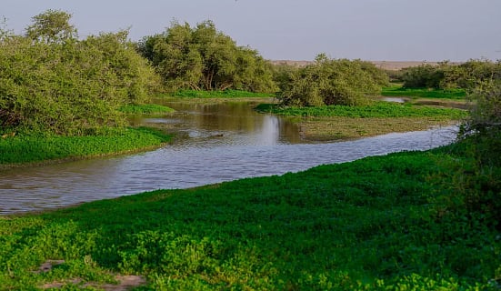 «التنوع النباتي» يرسم لوحة ربيعية زاهية في رفحاء