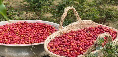 محصول البن في عسير يتجاوز 82 ألف كيلو وسط التوسع في الإنتاج