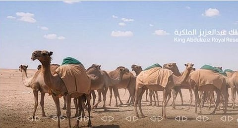 تفعيل آلية جديدة لإصدار تصاريح الرعي للمجتمع المحلي بمحمية الملك عبد العزيز الملكية