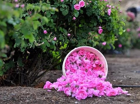 المملكة تخطط لمضاعفة إنتاج الورد الطائفي إلى ملياري وردة