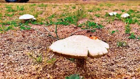 بعد الأمطار.. فطر ينتشر في القصيم وتحذيرات من خطورته