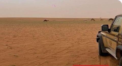 ضبط مواطن لارتكابه مخالفة رعي بمحمية الإمام عبدالعزيز بن محمد الملكية