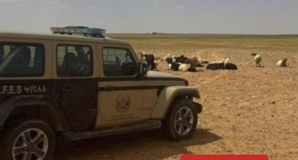 ضبط مواطن لارتكابه مخالفة رعي في محمية الإمام تركي بن عبدالله الملكية