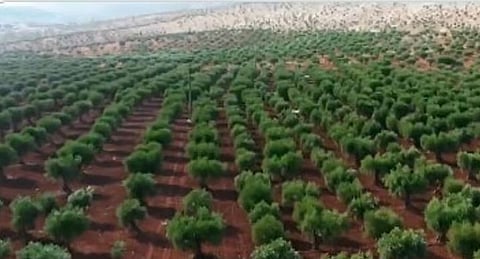«الوطني للتشجير» يوقّع 11 مذكرة تفاهم مع عددٍ من الجهات لتعزيز تنمية الغطاء النباتي 