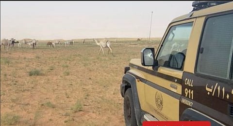 ضبط مواطن لارتكابه مخالفة رعي في محمية الإمام عبدالعزيز بن محمد الملكية