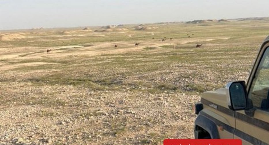 «الأمن البيئي» يضبط مواطنًا مخالفًا لرعي الإبل في محمية الملك عبدالعزيز الملكية