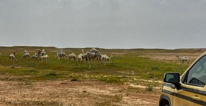 محمية الملك عبدالعزيز الملكية 