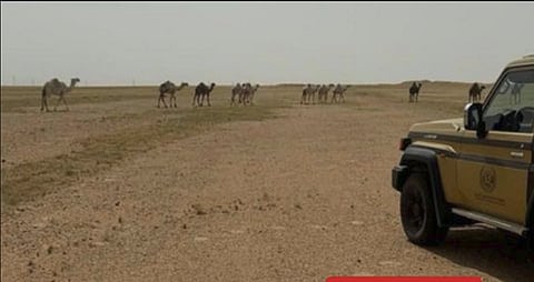 «الأمن البيئي» يضبط مواطنًا لارتكابه مخالفة رعي في محمية الملك عبدالعزيز الملكية