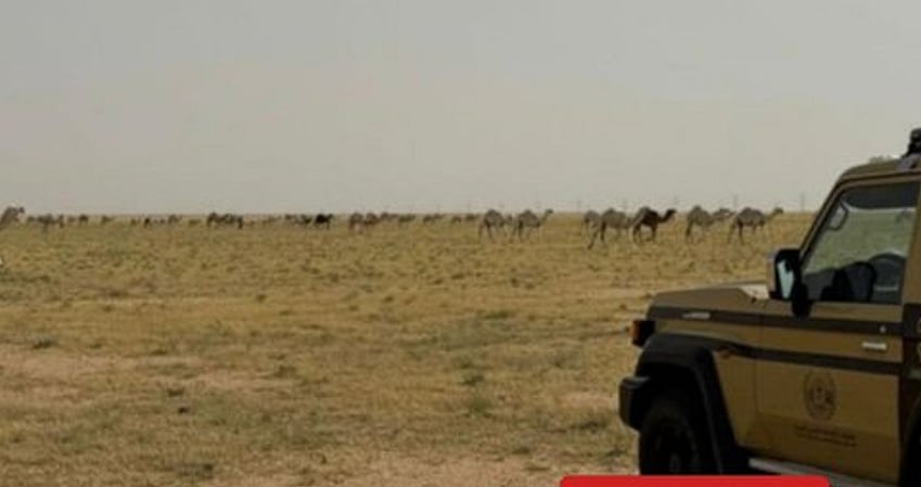 «الأمن البيئي» يضبط مواطنًا لارتكابه مخالفة رعي في محمية الملك عبدالعزيز الملكية