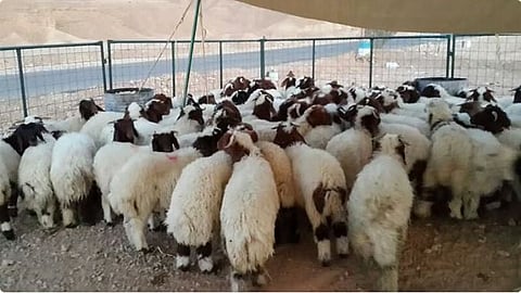 «البيئة»: الإرشادات الصحية لاختيار الأضاحي تعزّز جودة لحومها وتحمي الصحة العامة
