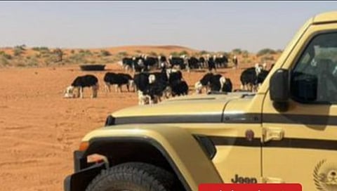 ضبط مواطن لارتكابه مخالفة رعي في محمية الإمام تركي بن عبدالله الملكية