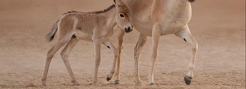 تسجيل ولادة أول مهر للحمار البري الآسيوي على أرض المملكة منذ أكثر من 100 عام