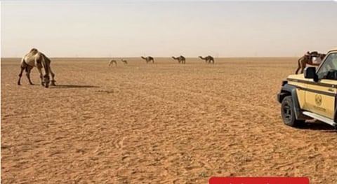 ضبط مواطن لارتكابه مخالفة رعي في محمية الإمام عبدالعزيز بن محمد الملكية