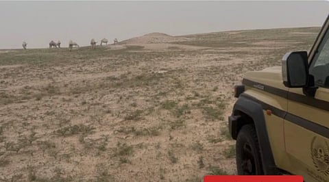ضبط مواطن  لارتكابه مخالفة رعي في محمية الملك عبدالعزيز الملكية