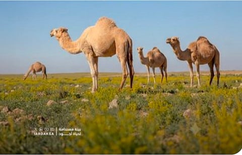 هيئة تطوير محمية الإمام عبدالعزيز: الرعي الموسمي يعزز نمو النباتات ويساعد في نشر البذور