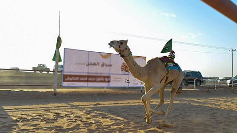 7 أسماء تطلق على المطية في أعوامها الأولى.. وتتقاعد عن السباقات بهذا العمر
