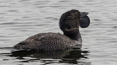 بالفيديو.. بط أسترالي يقلد كلام البشر.. ودراسة هولندية تكشف التفاصيل