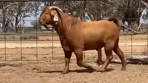شاهد.. بيع أغلى ماعز في أستراليا بسعر قياسي