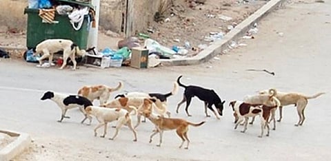 "البلديات" تفعل طريقة ثلاثية عالمية لتقليل كثافة الكلاب الضالة
