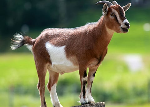 رجل يسرق ماعزة في باريس ويصطحبها معه في المترو