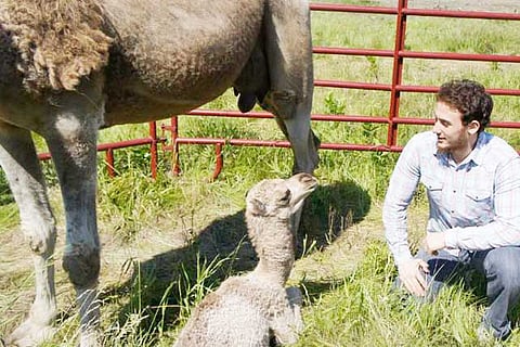 حليب الإبل يحوِّل سعوديًا من مبتعث لرجل أعمال في أمريكا