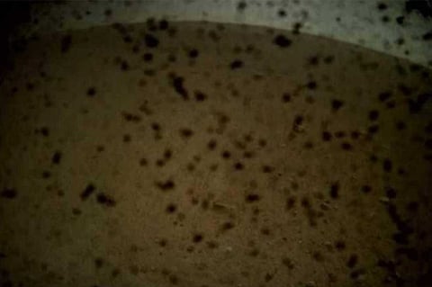 بعد هبوطه بسلام.. "إنسايت" يرسل أول صورة من المريخ